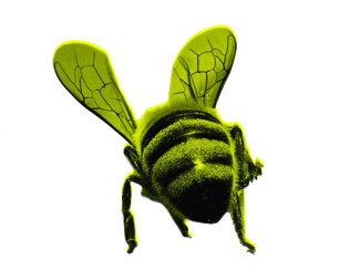 bee