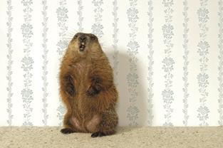 groundhog