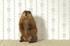 groundhog