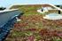 Green roof