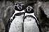 Penguins