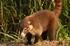 Coati